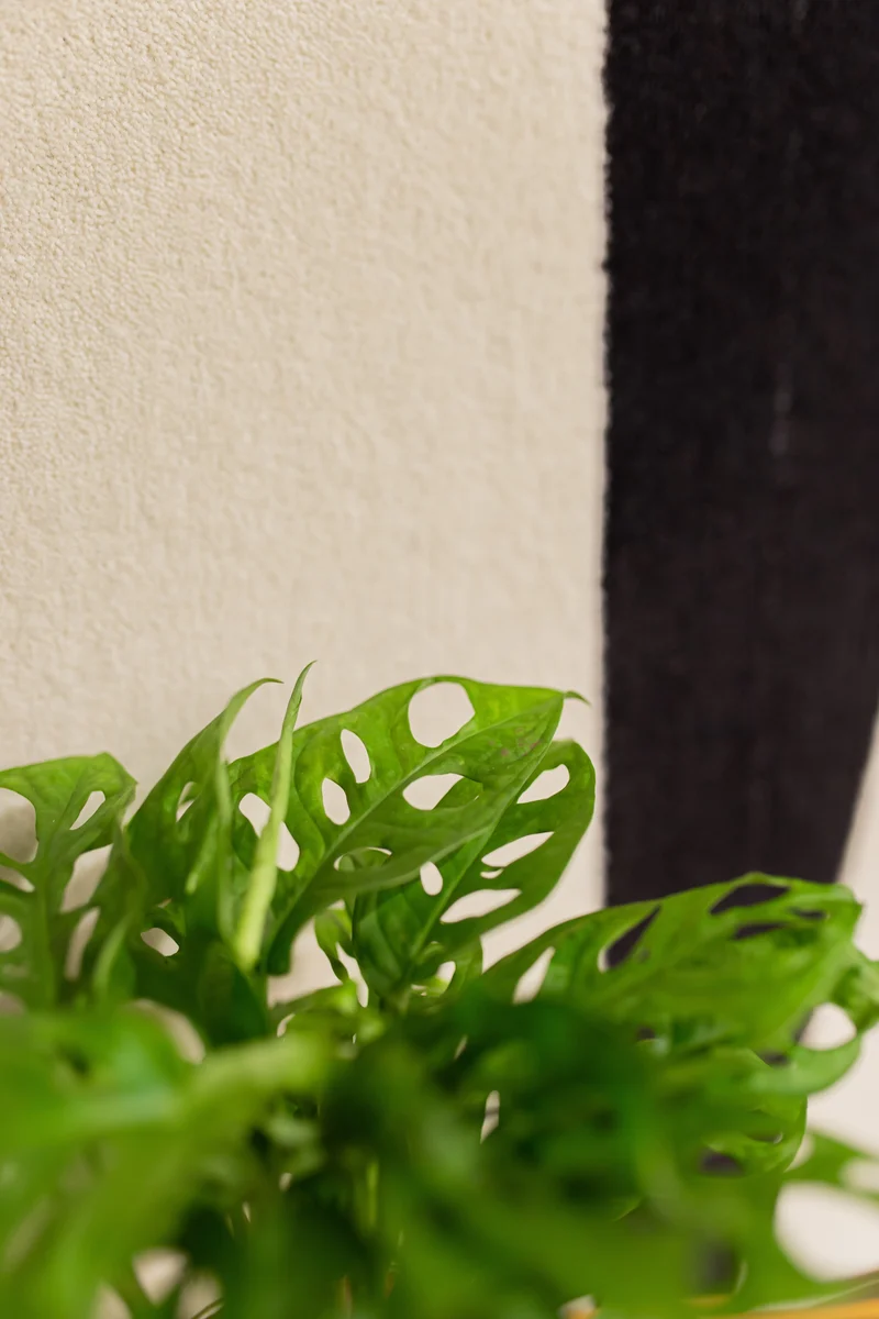 Monstera adansonii in Wasser (Monkey leaf) (S)