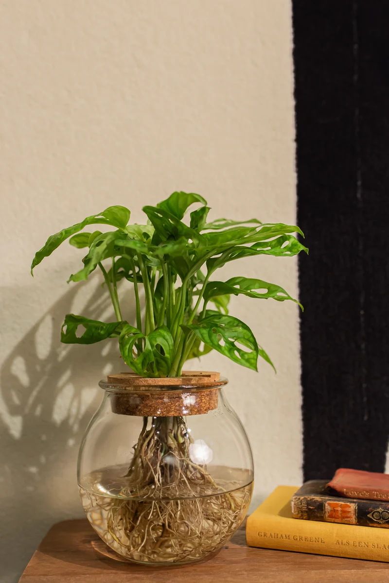 Monstera adansonii in Wasser (Monkey leaf) (S)