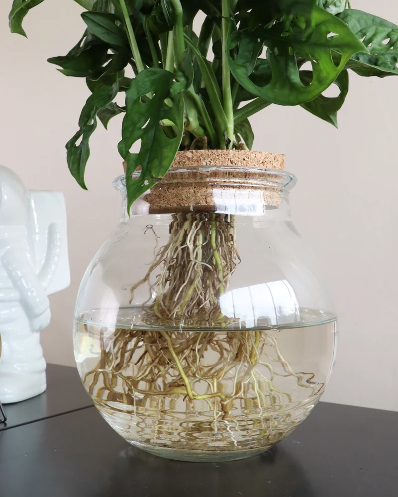 Monstera adansonii in Wasser (Monkey leaf) (S)