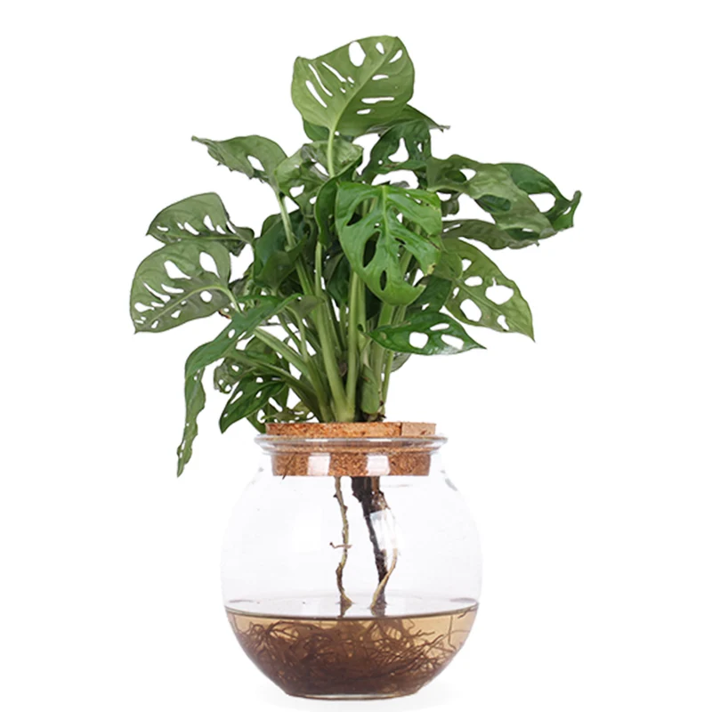 Monstera adansonii in Wasser (Monkey leaf) (S)