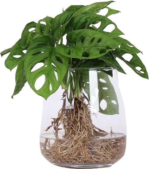 Monstera adansonii in Wasser (Monkey leaf) (S)
