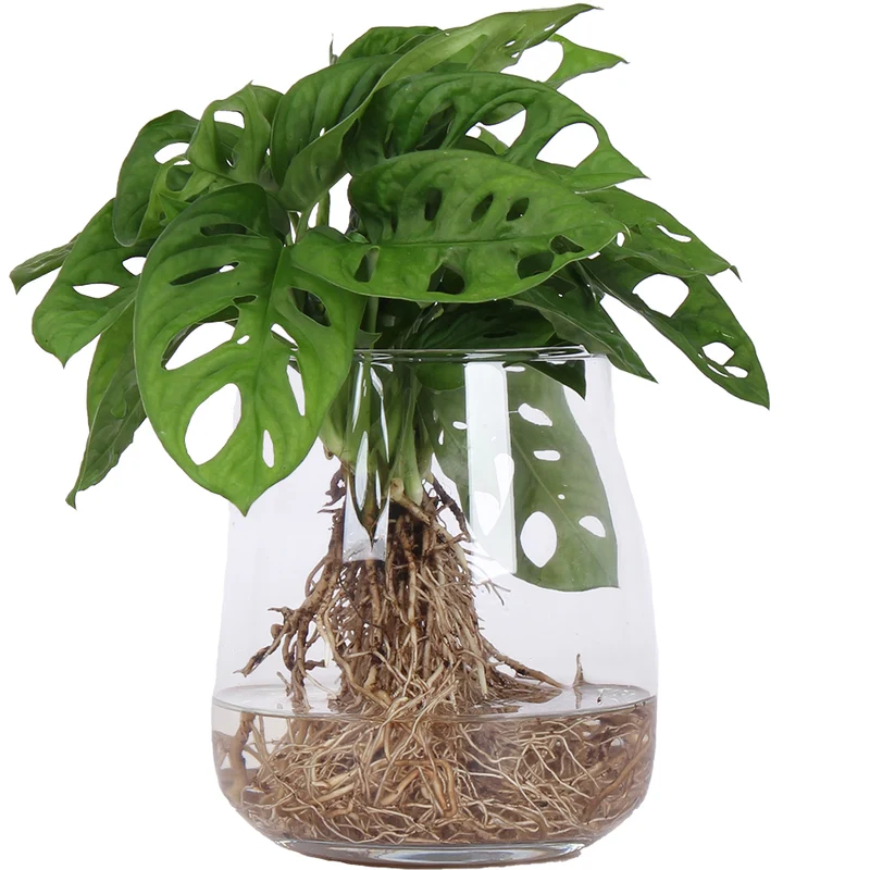 Monstera adansonii in Wasser (Monkey leaf) (S)