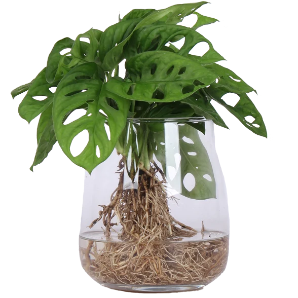 Monstera adansonii in Wasser (Monkey leaf) (S)