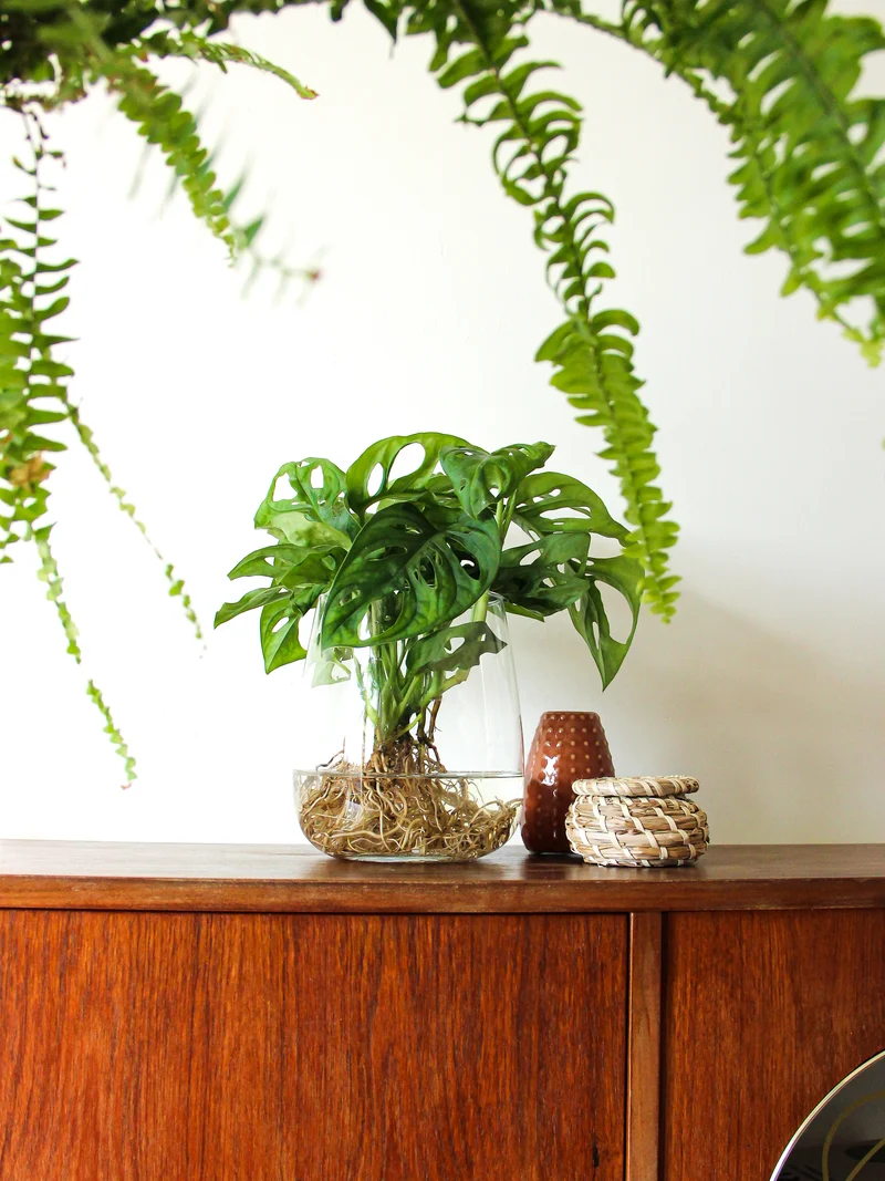 Monstera adansonii in Wasser (Monkey leaf) (S)
