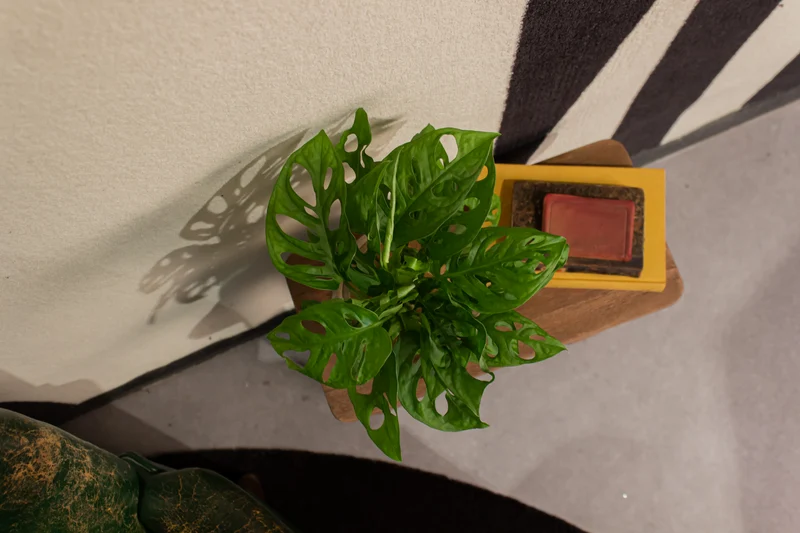 Monstera adansonii in Wasser (Monkey leaf) (S)
