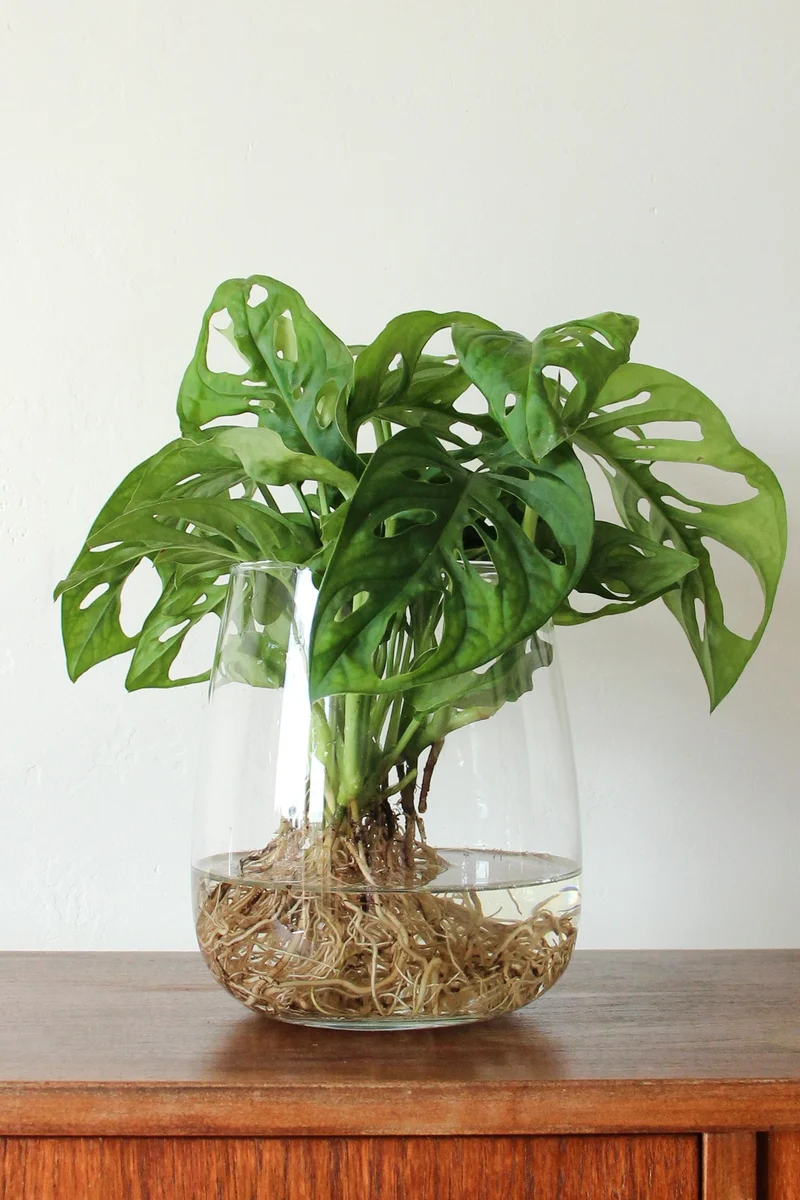 Monstera adansonii in Wasser (Monkey leaf) (S)