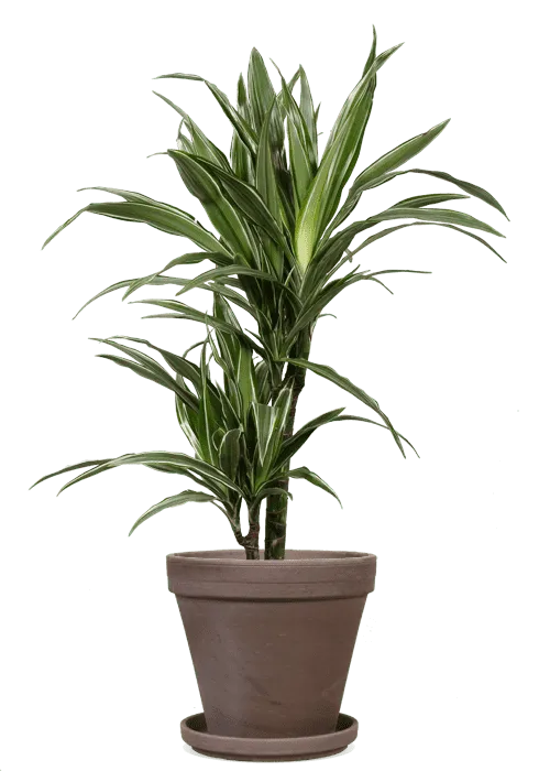 Dracaena warneckei (Drachenbaum) (M)