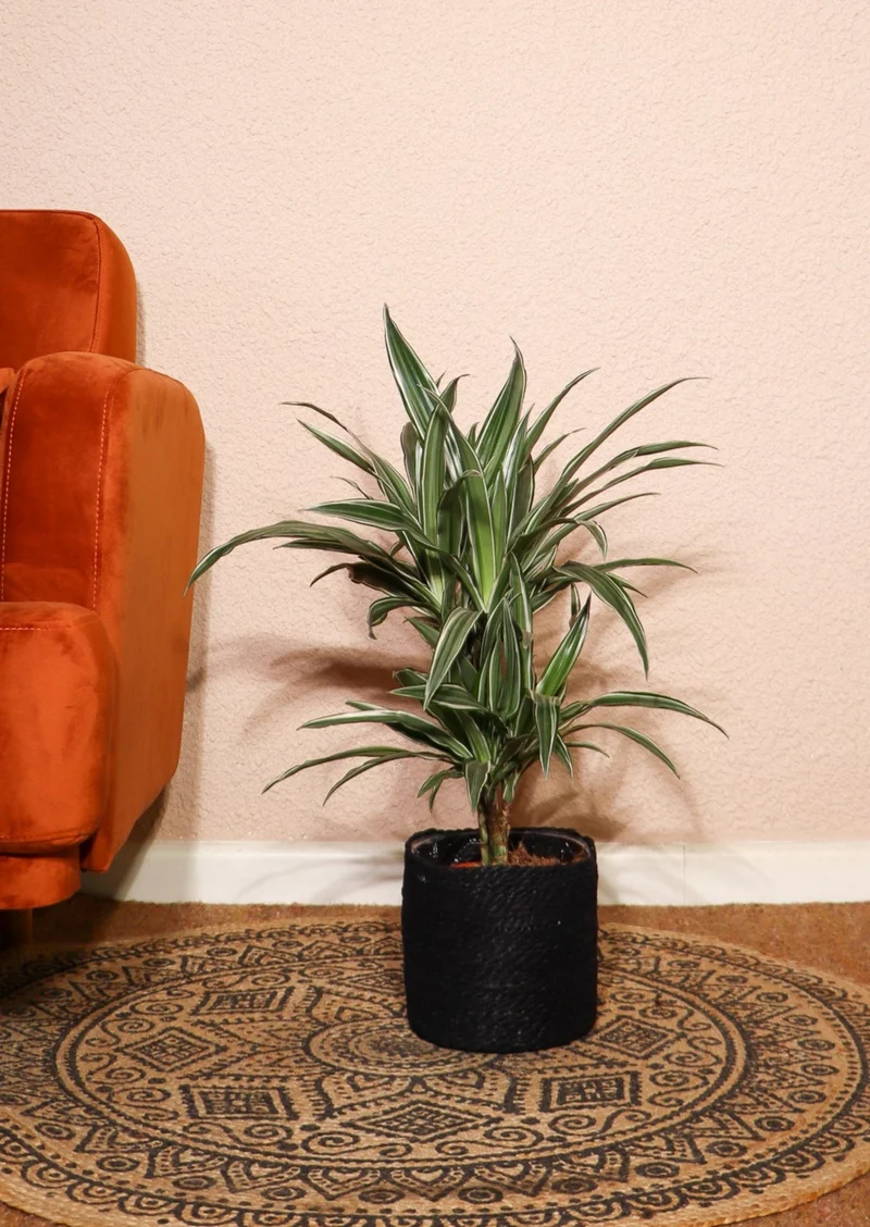 Dracaena warneckei (Drachenbaum) (M)