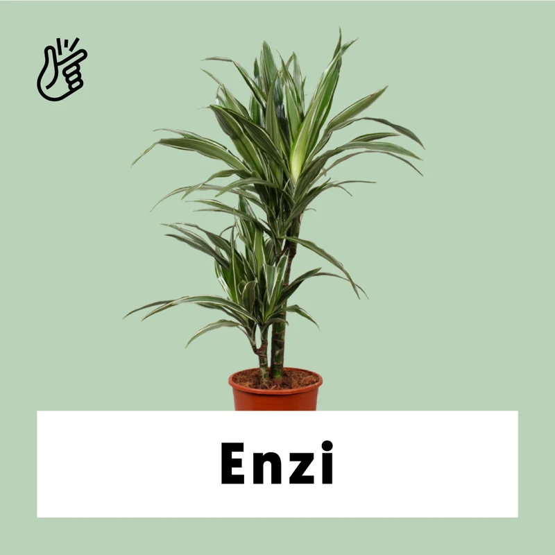 Dracaena warneckei (Drachenbaum) (M)