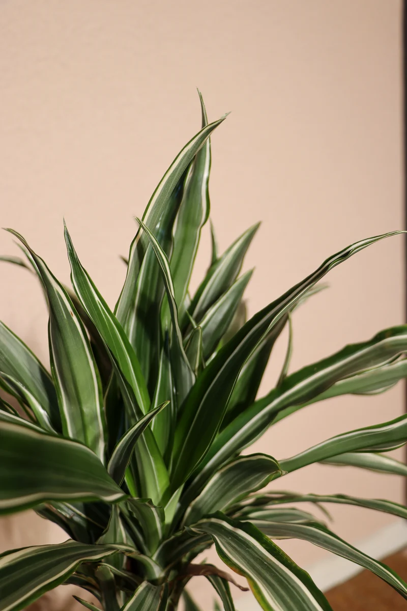 Dracaena warneckei (Drachenbaum) (M)