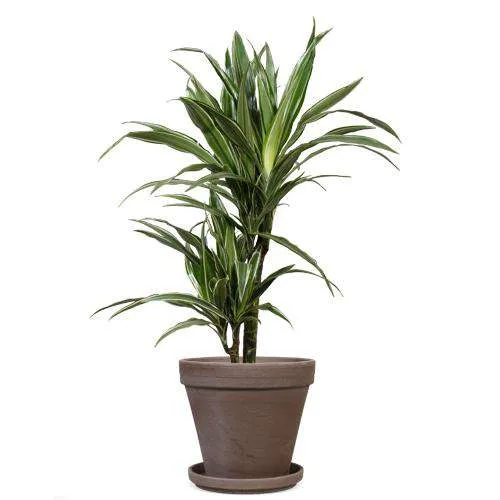 Dracaena warneckei (Drachenbaum) (M)
