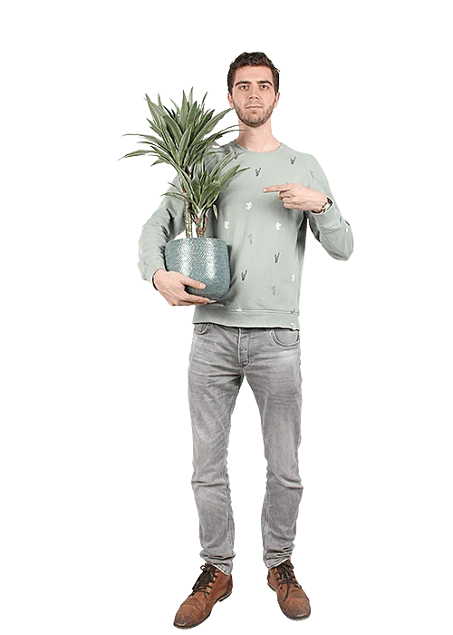 Dracaena warneckei (Drachenbaum) (M)