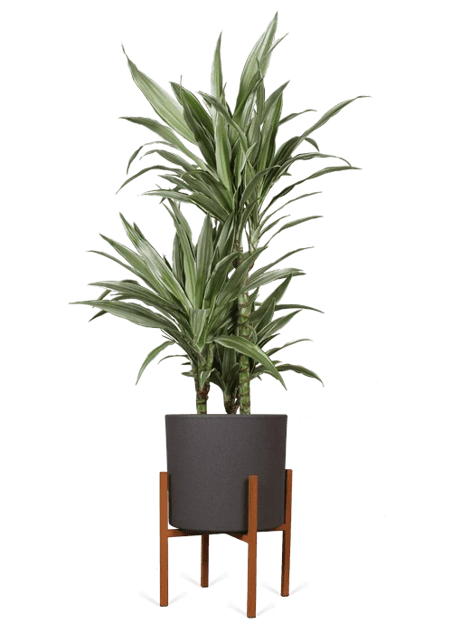 Dracaena warneckei (Drachenbaum) (M)