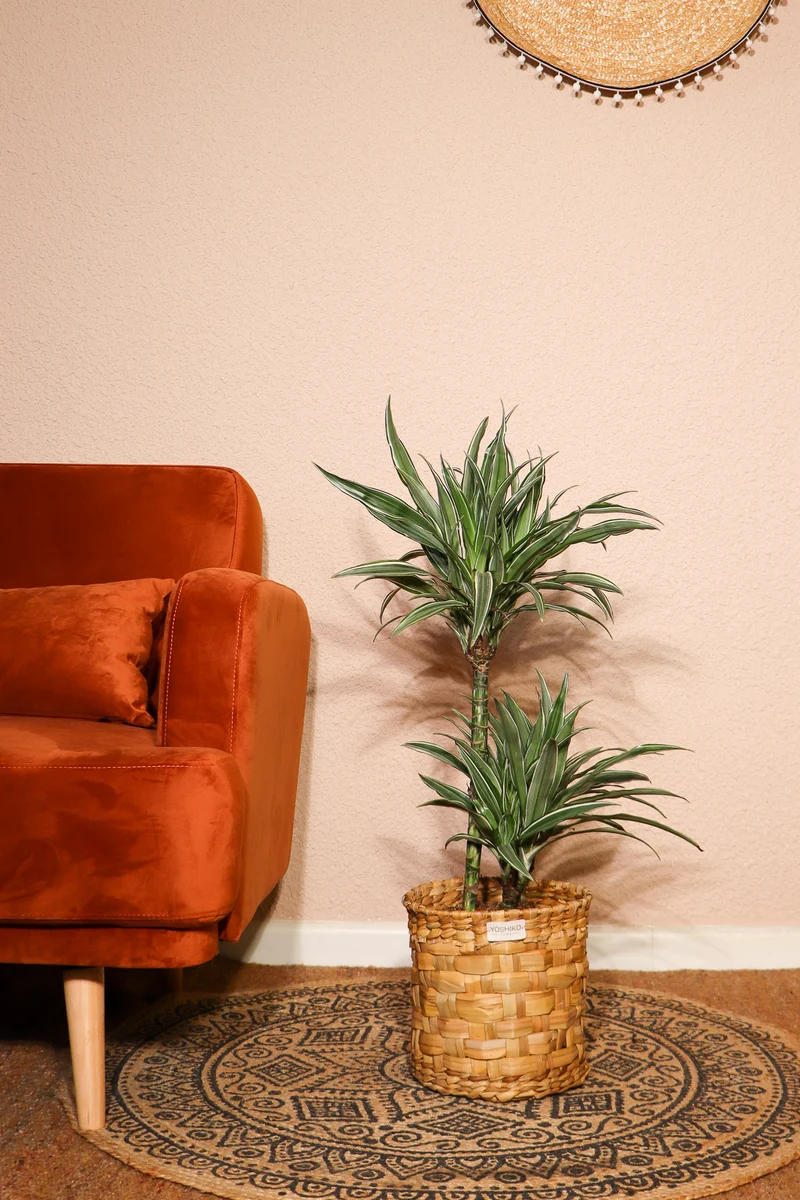 Dracaena warneckei (Drachenbaum) (M)