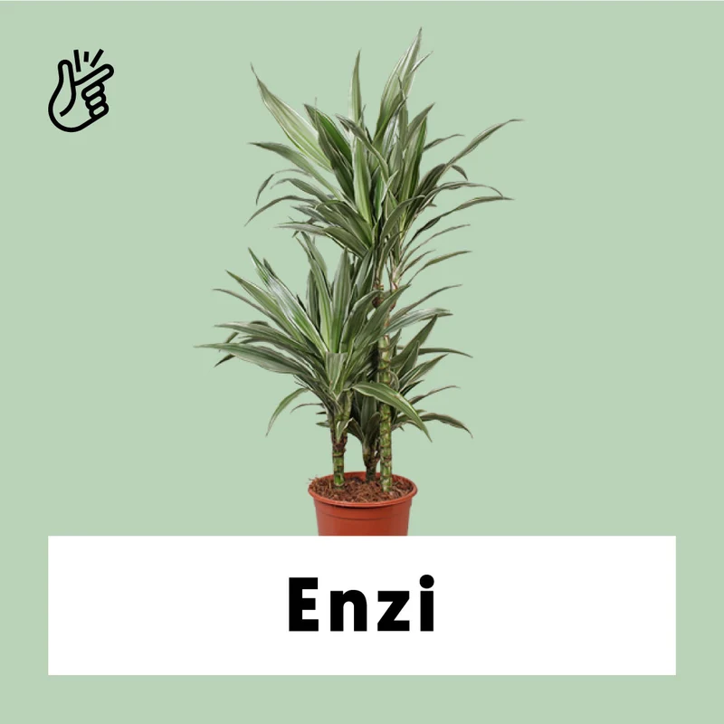 Dracaena warneckei (Drachenbaum) (M)