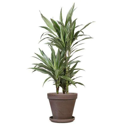 Dracaena warneckei (Drachenbaum) (M)