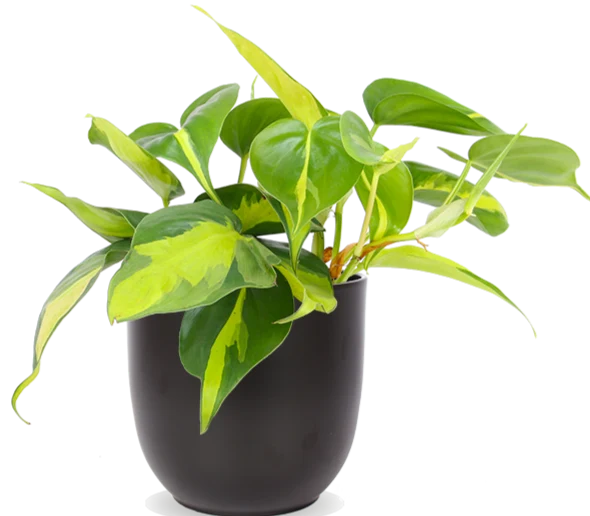 Philodendron scandens "brasil" (Kletter-Philodendron) (S)