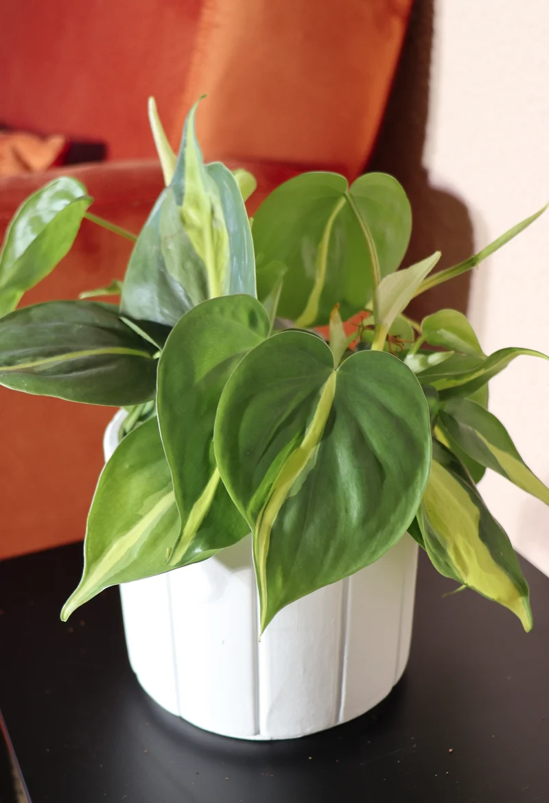 Philodendron scandens "brasil" (Kletter-Philodendron) (S)