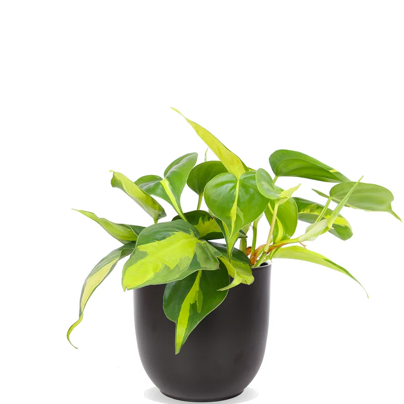 Philodendron scandens "brasil" (Kletter-Philodendron) (S)