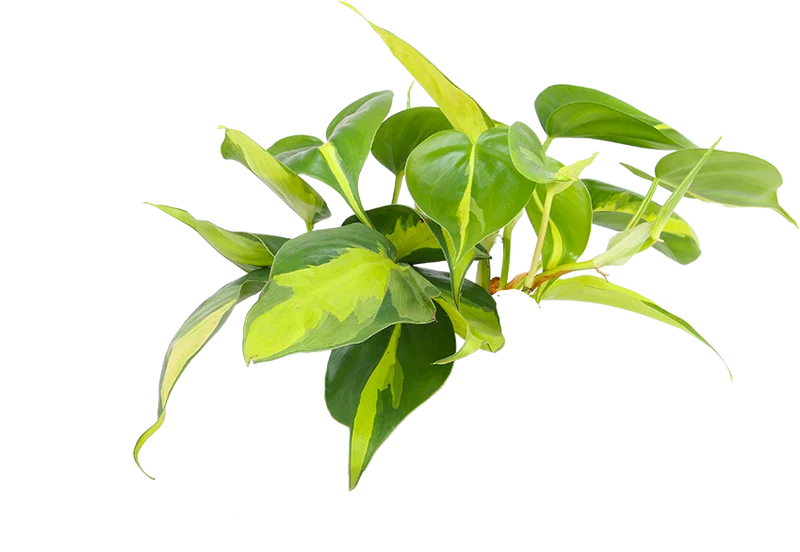 Philodendron scandens "brasil" (Kletter-Philodendron) (S)