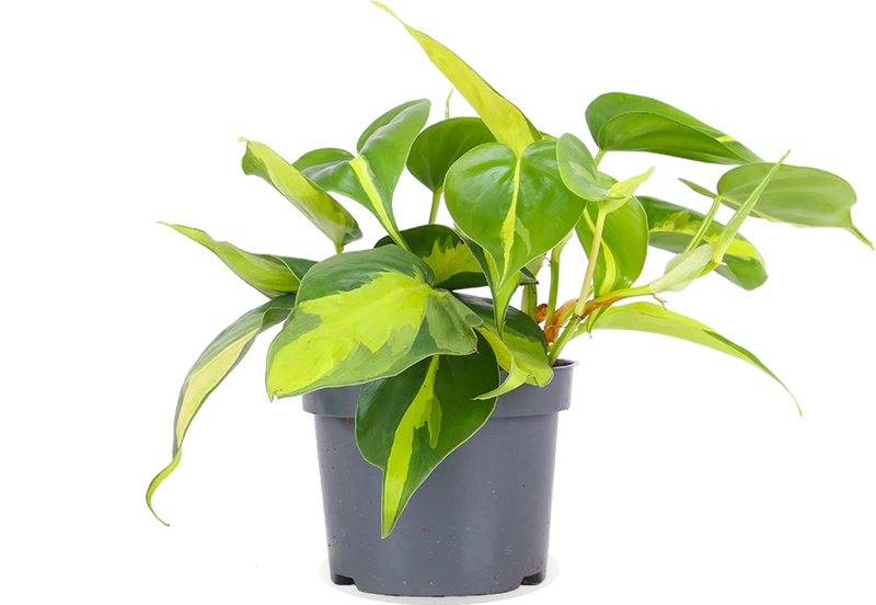 Philodendron scandens "brasil" (Kletter-Philodendron) (S)