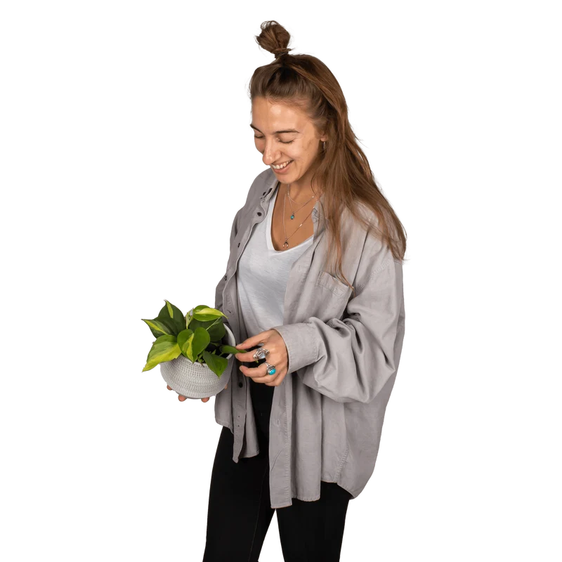Philodendron scandens "brasil" (Kletter-Philodendron) (S)