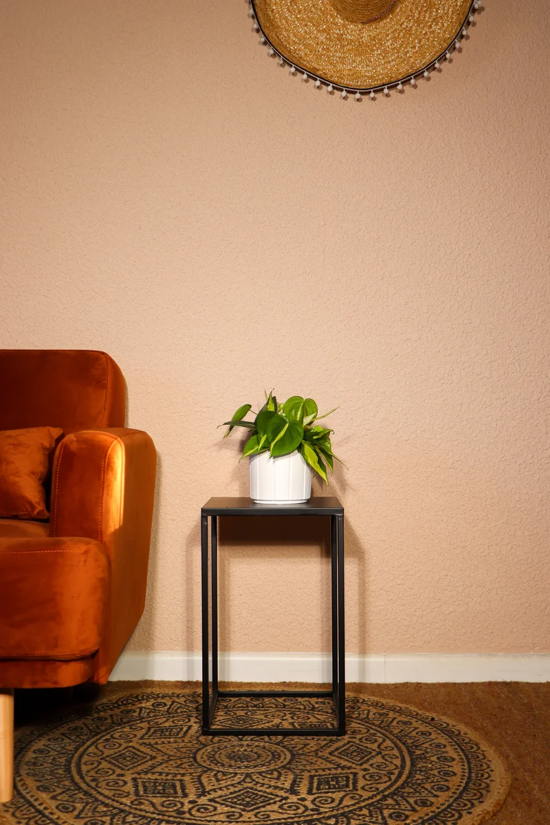 Philodendron scandens "brasil" (Kletter-Philodendron) (S)