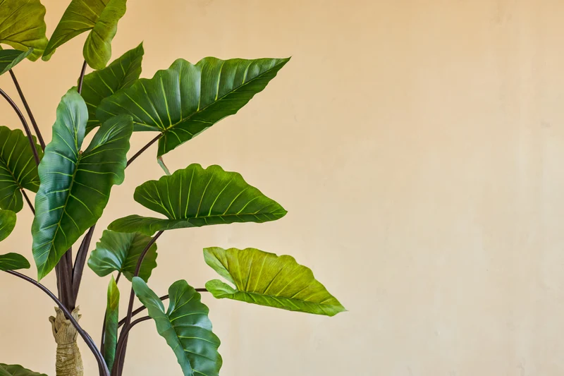 Künstliche Pflanze Alocasia 210 cm