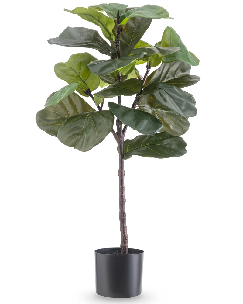 Ficus-Tabak-Pflanze Deluxe 90 cm