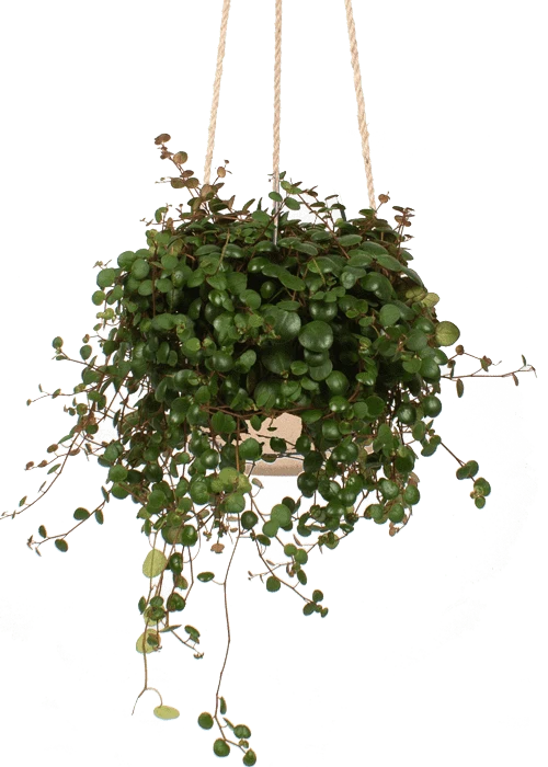 Peperomia pepperspot (Zwergpfeffer) (S)