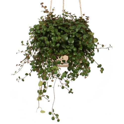 Peperomia pepperspot (Zwergpfeffer) (S)