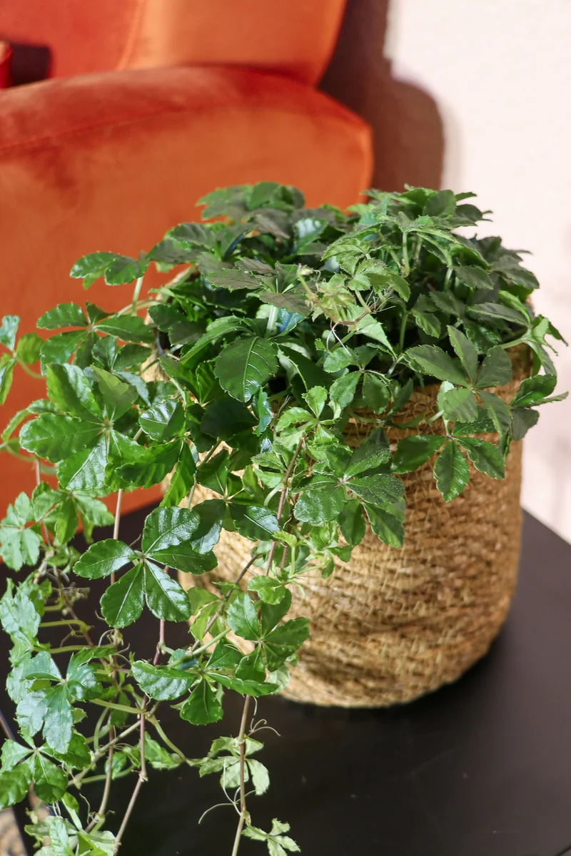 Parthenocissus striata (Jungfernrebe) (S)
