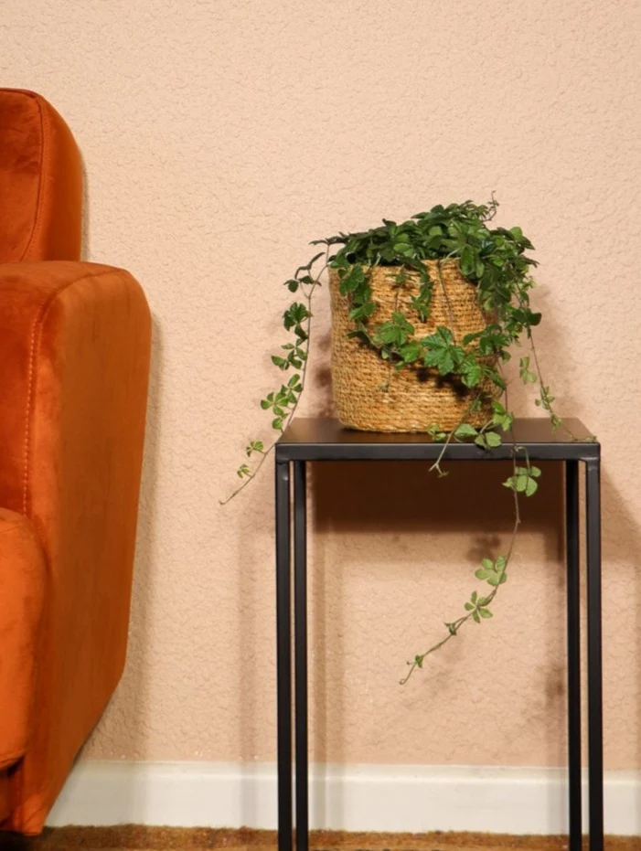 Parthenocissus striata (Jungfernrebe) (S)