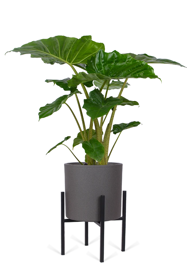 Alocasia portadora (Elefantenohr) (M)