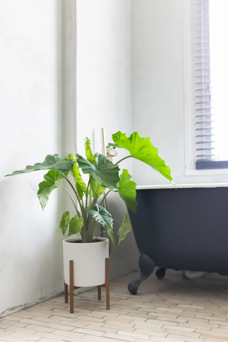 Alocasia portadora (Elefantenohr) (M)