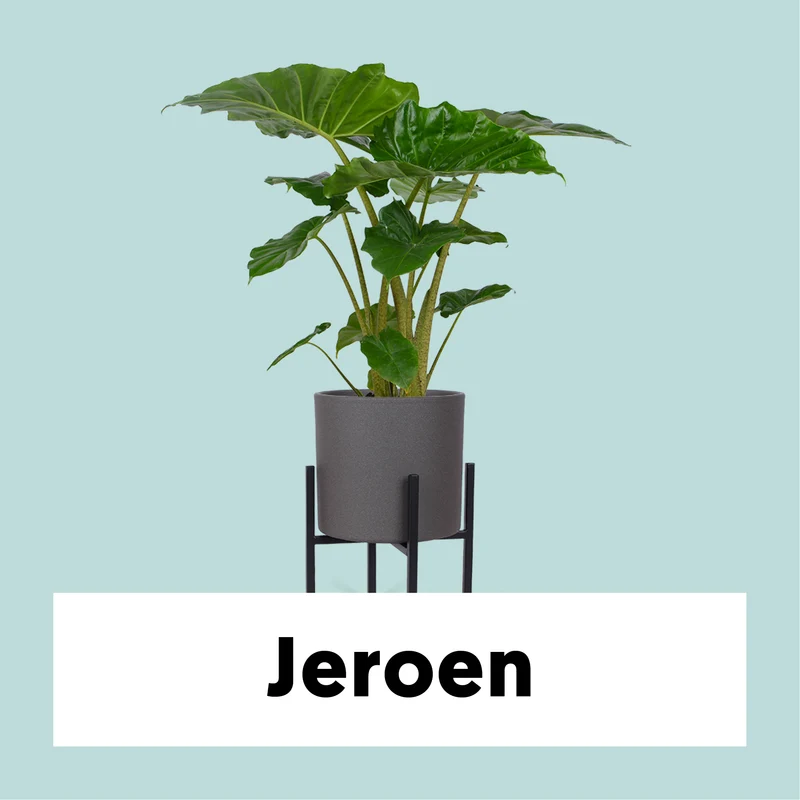 Alocasia portadora (Elefantenohr) (M)