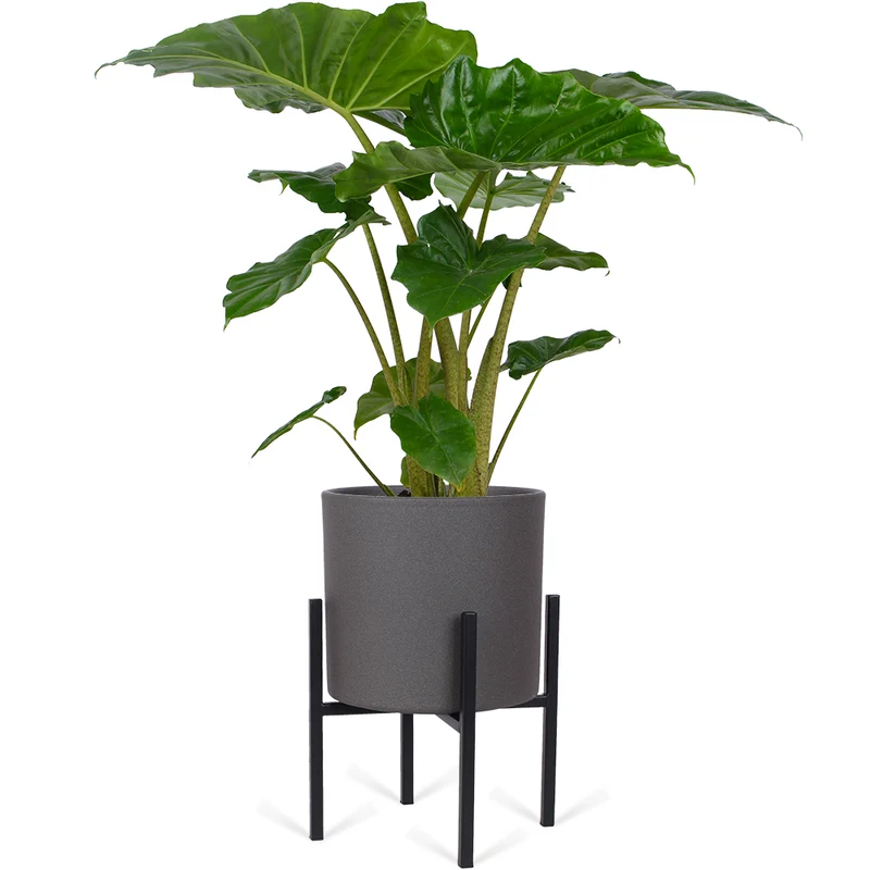 Alocasia portadora (Elefantenohr) (M)