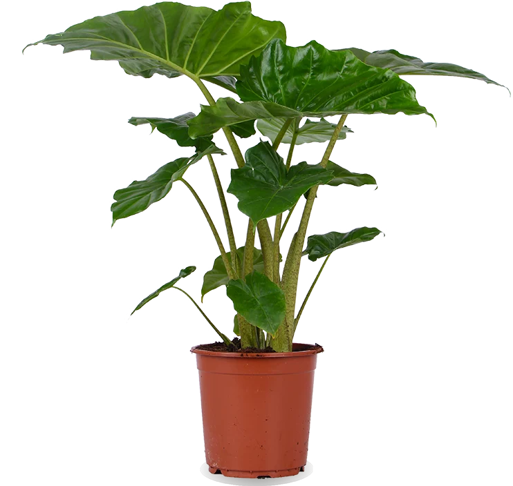 Alocasia portadora (Elefantenohr) (M)