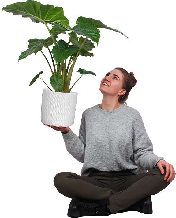 Alocasia portadora (Elefantenohr) (M)