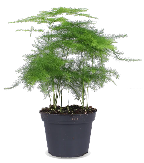 Asparagus plumosus (Zierspargel) (XS)