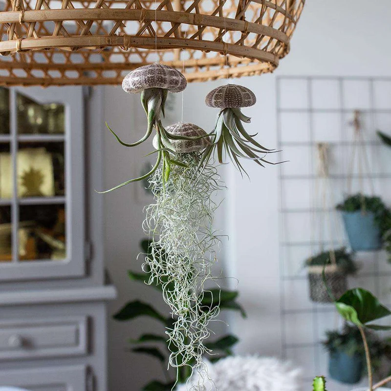 Tillandsia usneoides aus der Muschel (Luftpflanze) (XS)