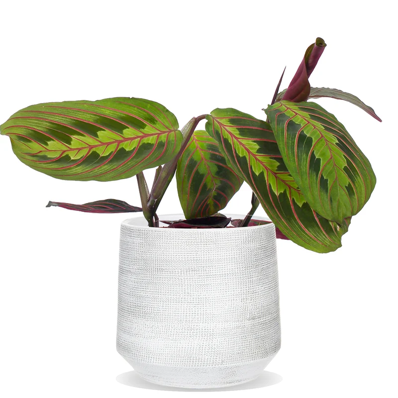 Maranta leuconeura fascinator tricolor (Pfeilwurz) (S)