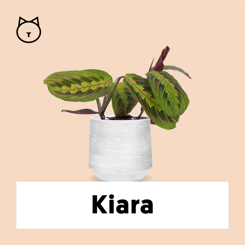 Maranta leuconeura fascinator tricolor (Pfeilwurz) (S)