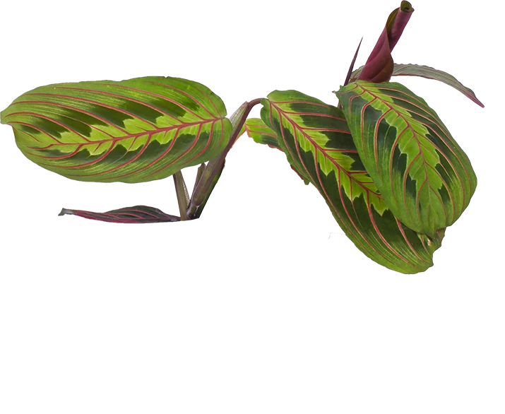 Maranta leuconeura fascinator tricolor (Pfeilwurz) (S)