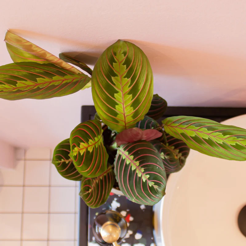 Maranta leuconeura fascinator tricolor (Pfeilwurz) (S)