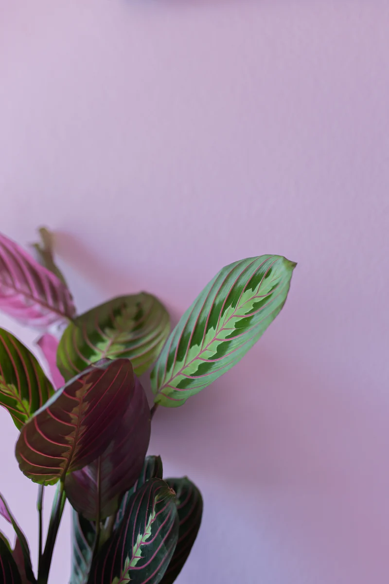 Maranta leuconeura fascinator tricolor (Pfeilwurz) (S)