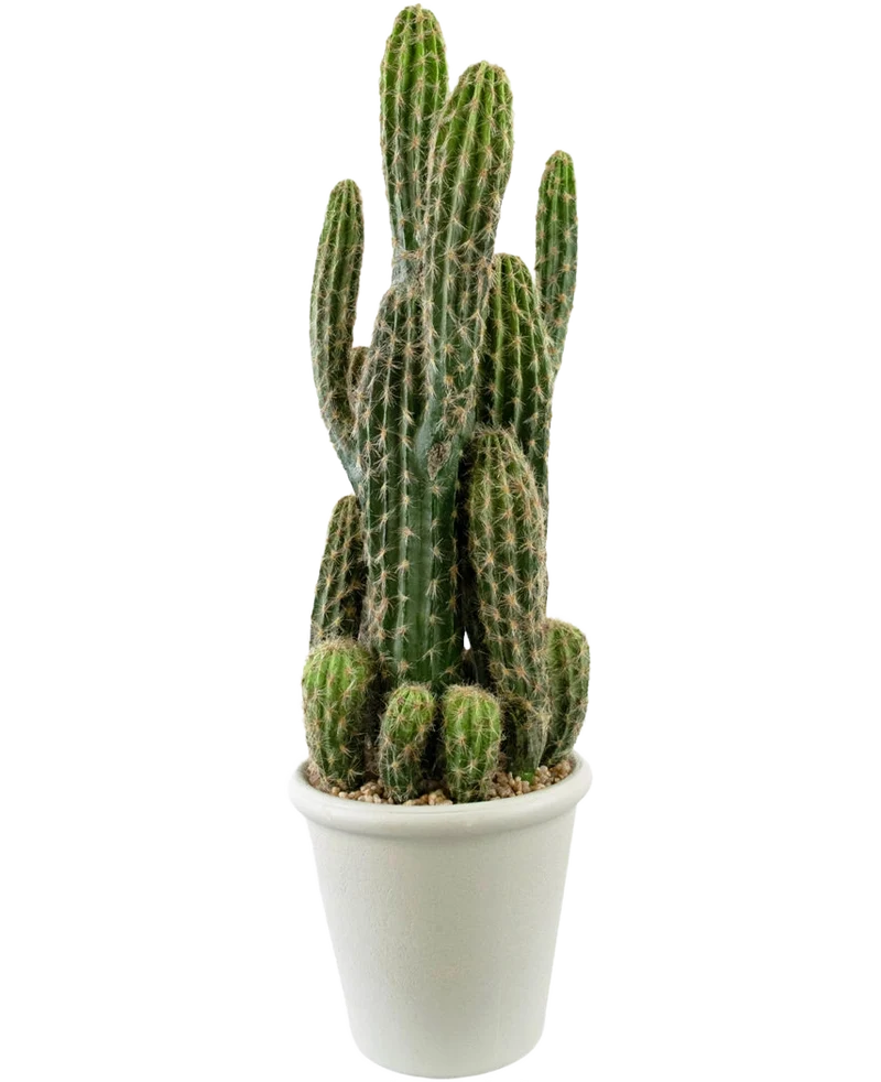 Künstlicher Kaktus 62 cm