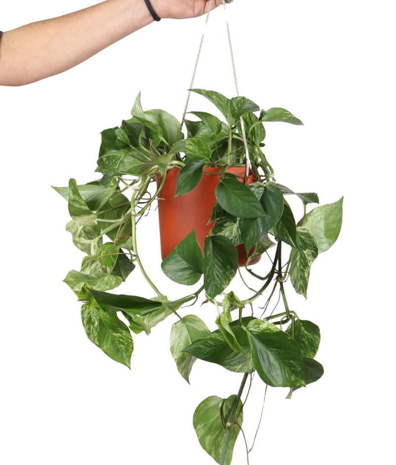 Epipremnum pinnatum "marble queen" (Efeutute) (M)