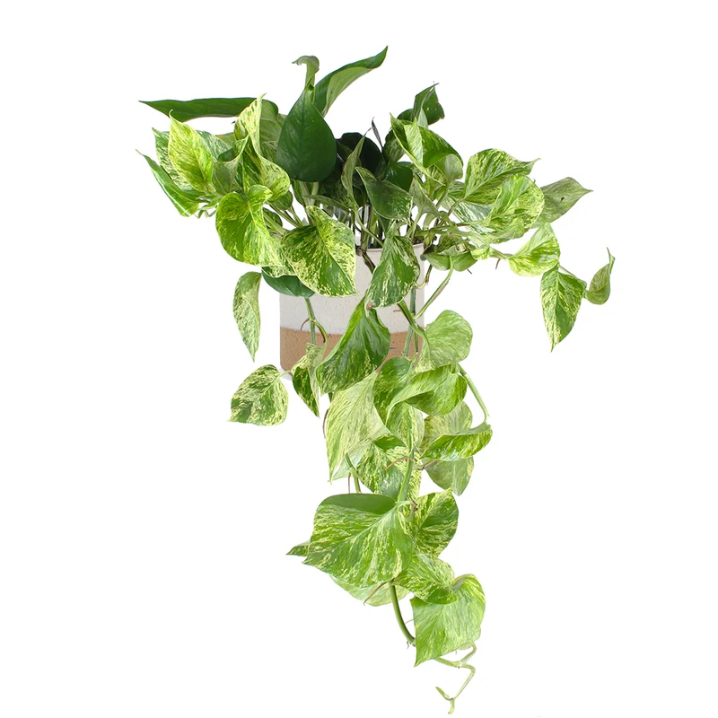 Epipremnum pinnatum "marble queen" (Efeutute) (M)