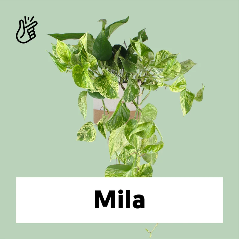Epipremnum pinnatum "marble queen" (Efeutute) (M)